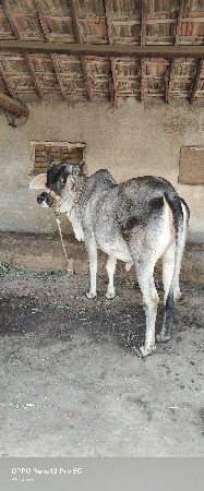 વાચડી વેચવા ની છે