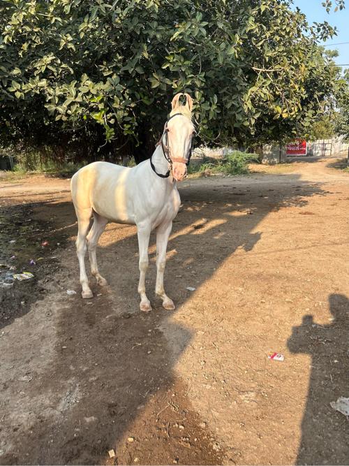 થંબનેલ 2