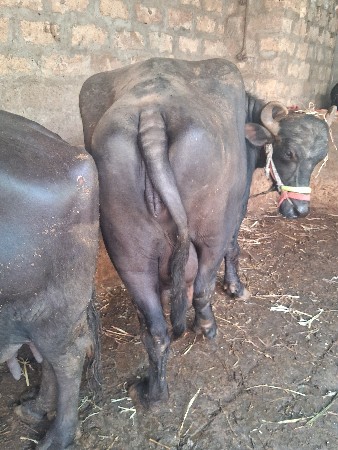 2વેતર યાયગલ છે 25નીયાયગલછે