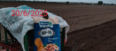 GG-35 (સોરઠ ગોલ્ડ )મગફળી