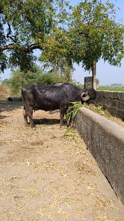 થંબનેલ 2