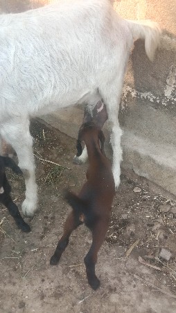 ખાસદાર હારૂન યુસુફ