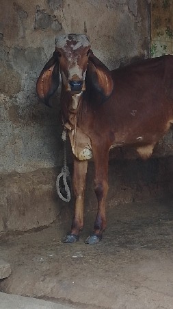 થંબનેલ 2