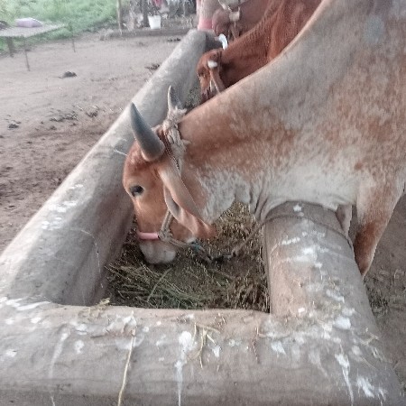 દેશિ  ગાય વેચવા