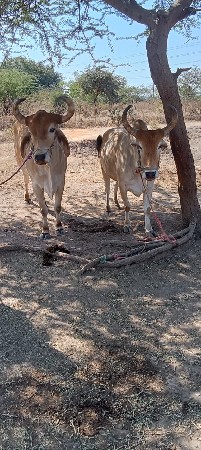 ગાડી ચાલુ