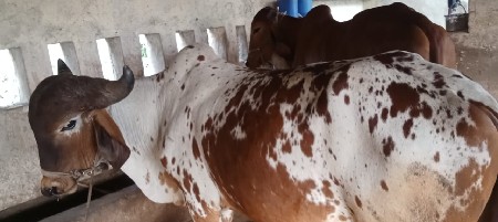 થંબનેલ 3