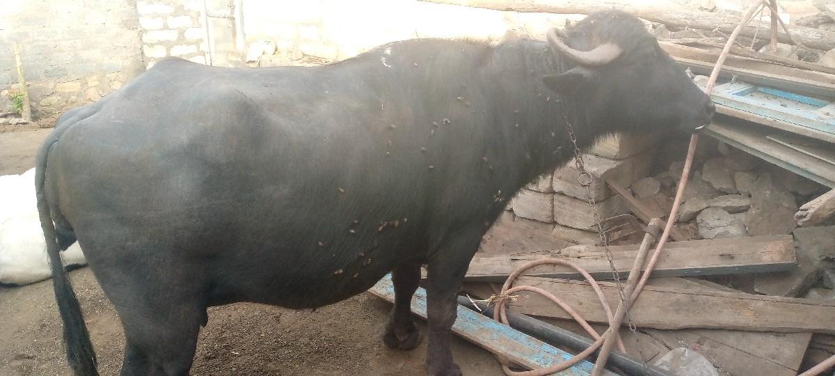 થંબનેલ 3