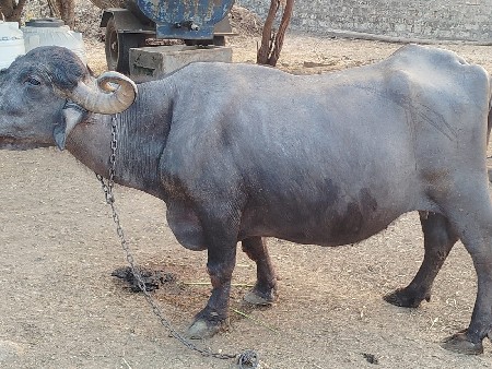 થંબનેલ 3