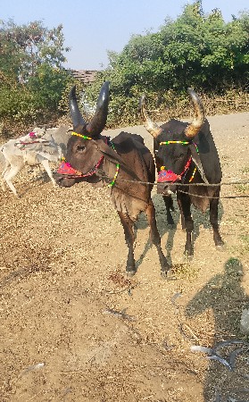 थंबनेल 2