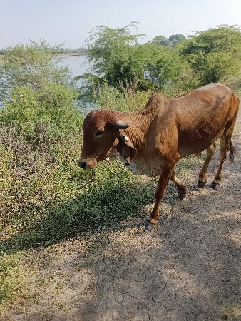 થંબનેલ 2