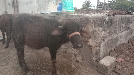 થંબનેલ 3