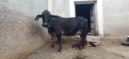 ગાય વેચવાની છે