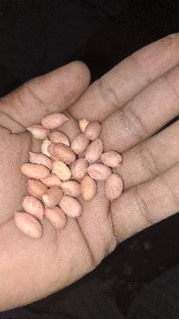 mandvi vechva ni che
girnar 4