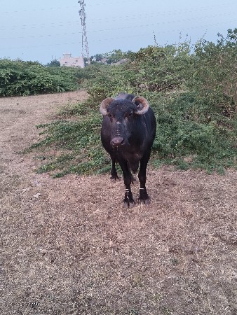 थंबनेल 2