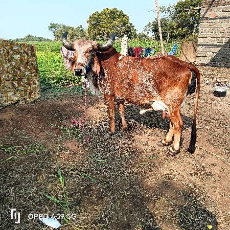 ગાય વેચવાની છે વીયાસેહવે 15