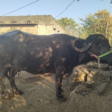 थंबनेल 2