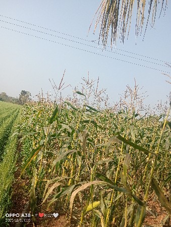 મકાઈ વેશવાની સે 
અમેરિકન સે