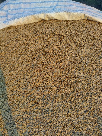 જી ૨૦ મઞફડી બીયારણ કોરી