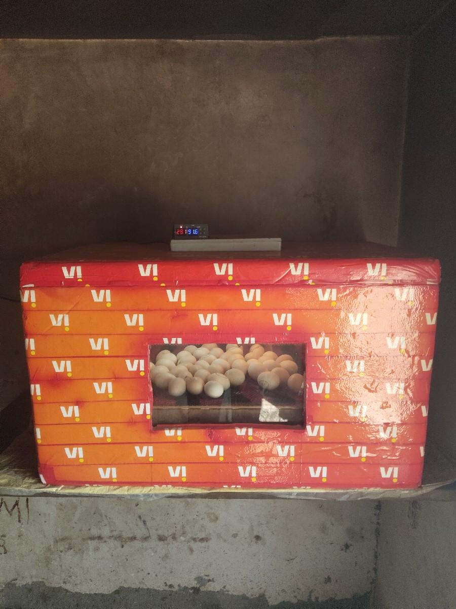 थंबनेल 3