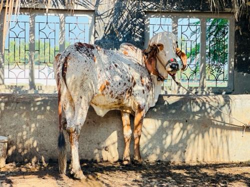 ઓરિજનલ ગિર કાબરી અને લિલડી હોડકી ગાભણ છે 3 મહીના ની રાજ નુ બીજદાન કરાવેલુ છે અને બીજી 7 મહિના ગાભણ છે એને પવન લીલડા નુ બિજદાન કરાવેલ છે વેચવાની છે