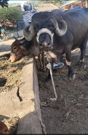ભેંસ વેચવાની છે