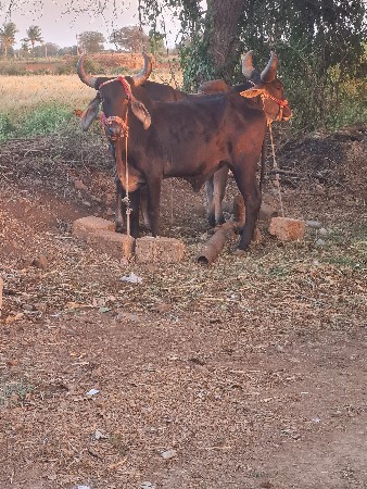 થંબનેલ 3