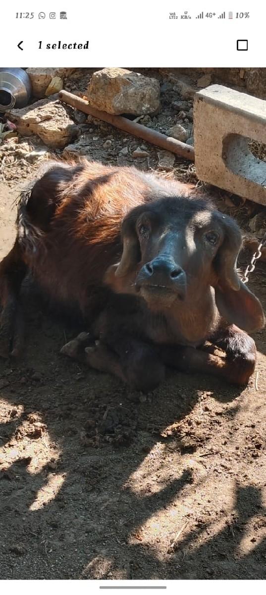 થંબનેલ 3