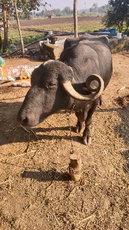 ભેંસ વેચવાની છે