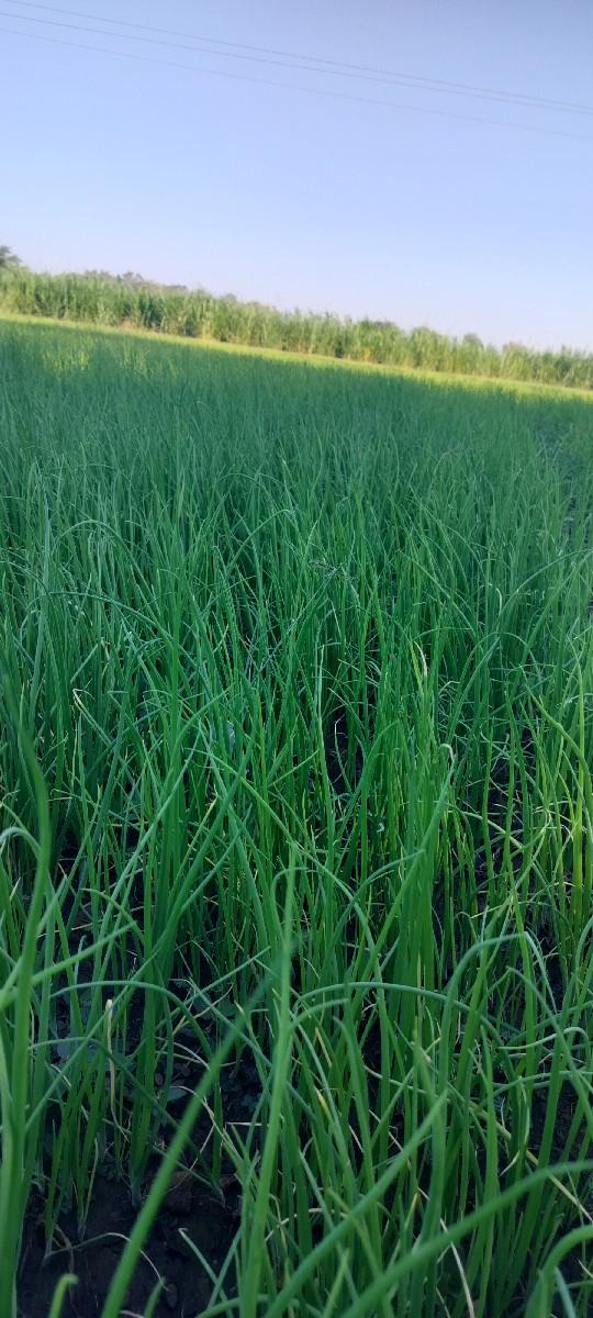 ડુંગળી નો રોપ વેચવાનો છે