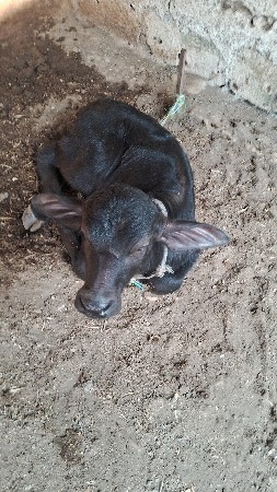 થંબનેલ 2