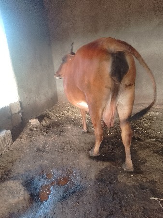 જર્સી ગાયવેશવાનીછે