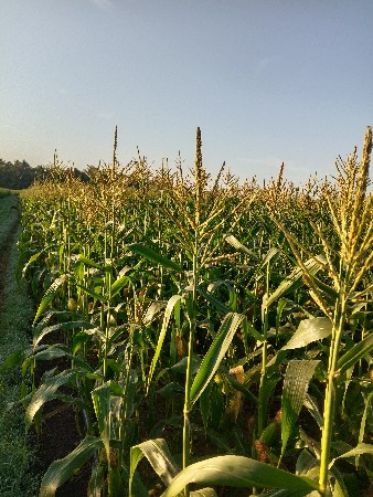 અમેરિકાની મકાઈ નો સારો વેચવાનો છે