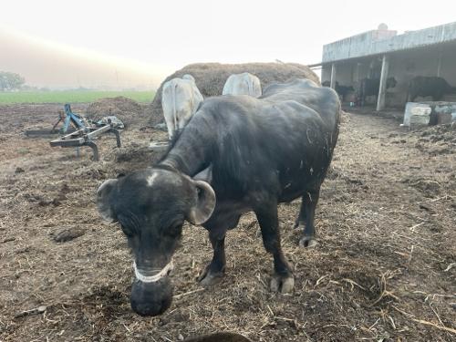 थंबनेल 2