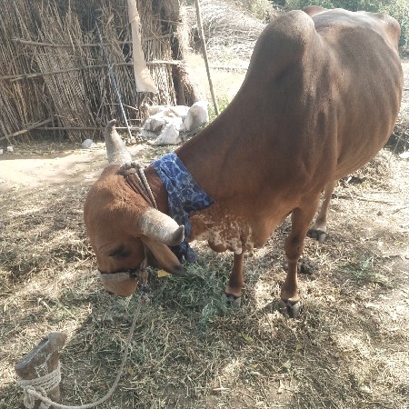 थंबनेल 2