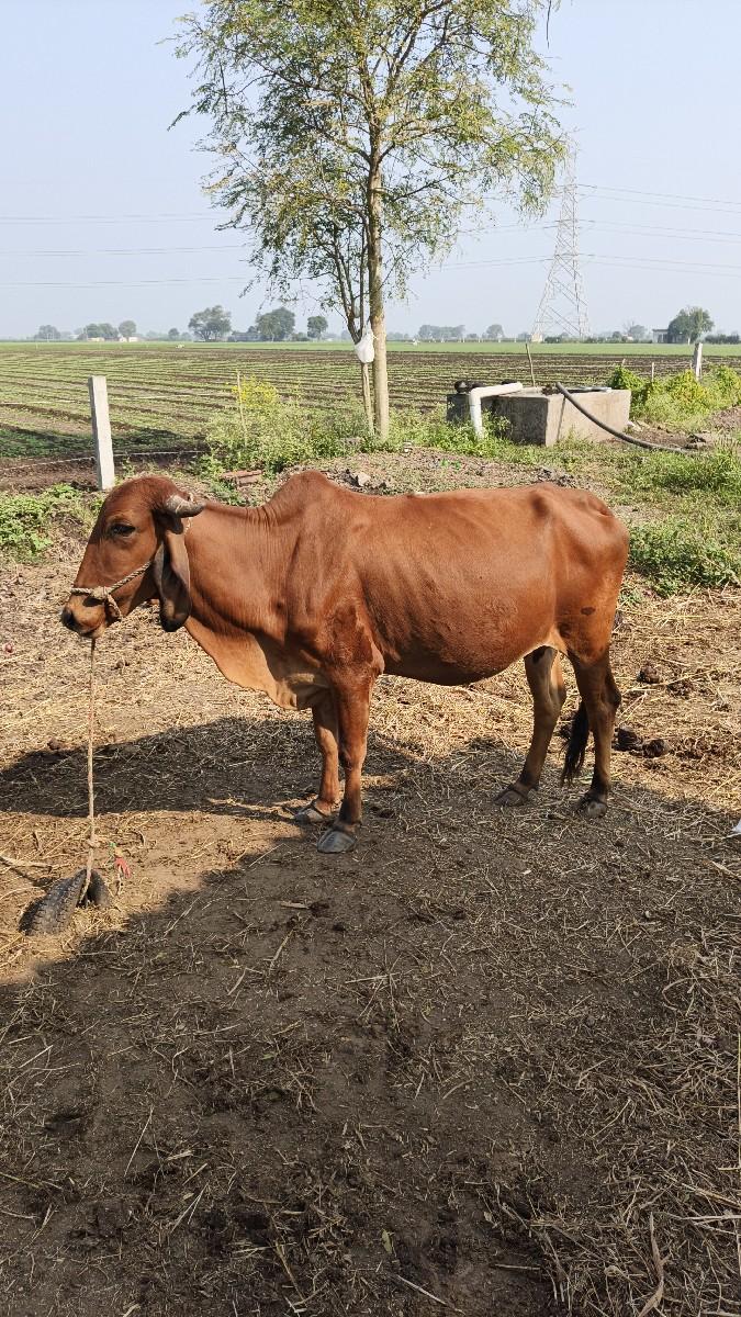 પેલું વેતર વાછરી વેચવાની છે