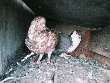 થંબનેલ 3