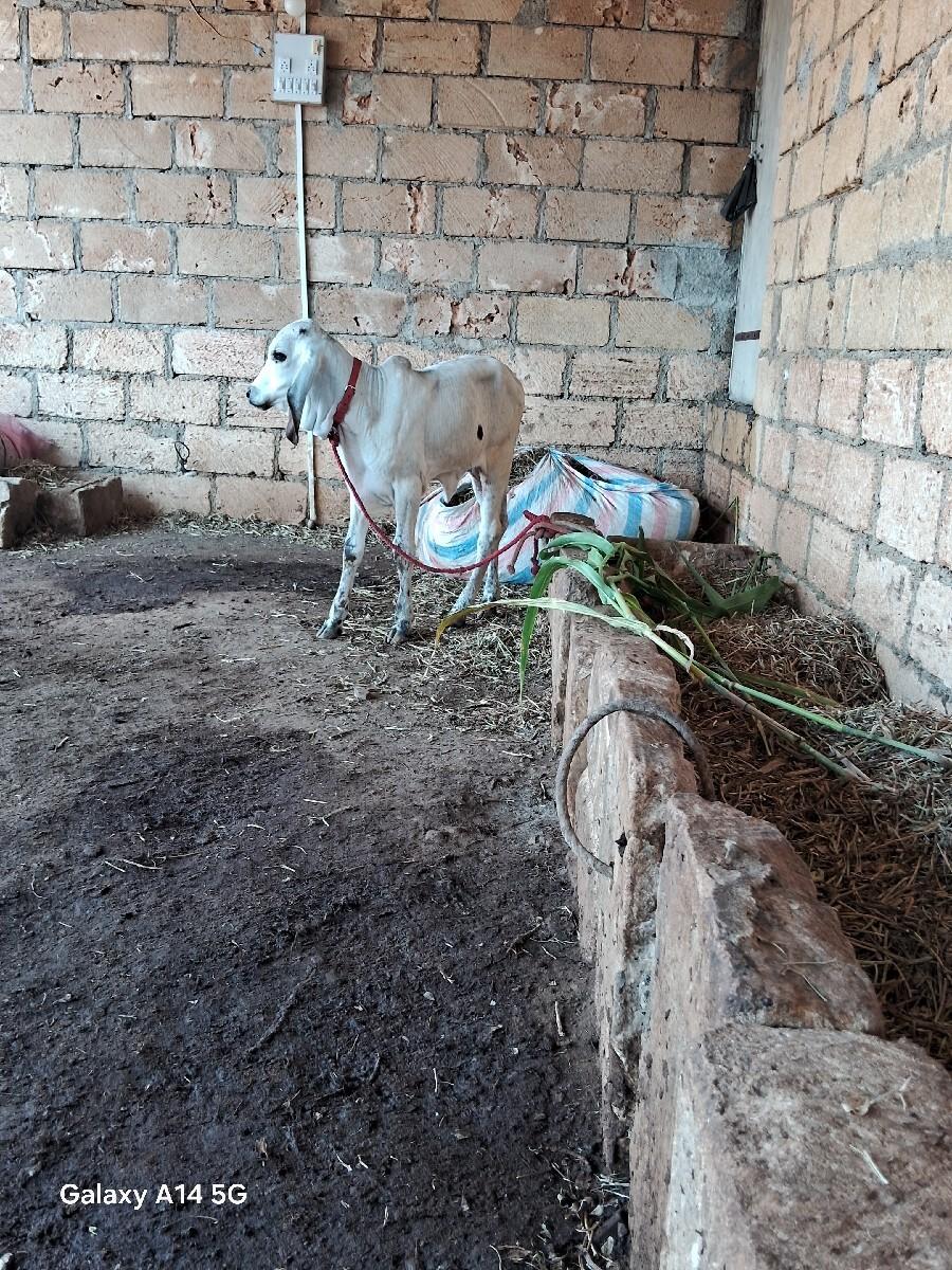 थंबनेल 2