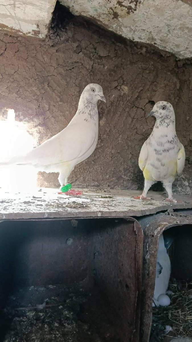 थंबनेल 2