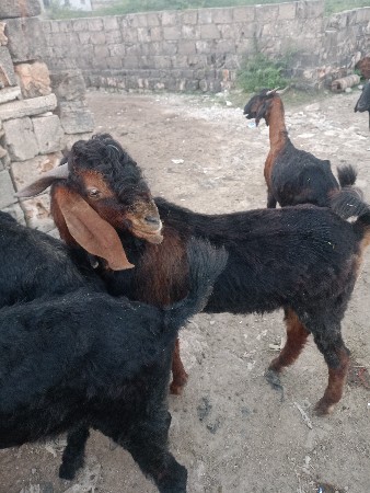 થંબનેલ 3