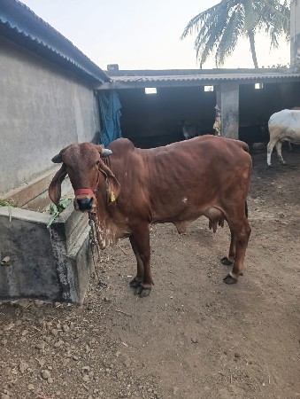 ગીર ગાય વેચવાની છે,