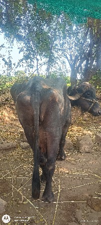 વેચવાની