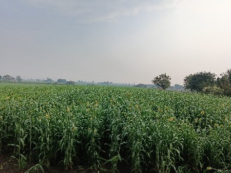 લીલી ચાર વેચવાની છે