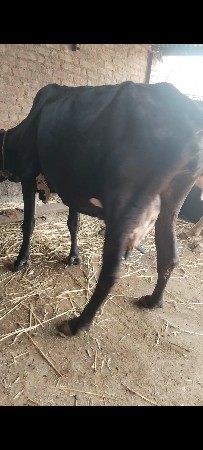 ૩ ગાય વેચાવ છે