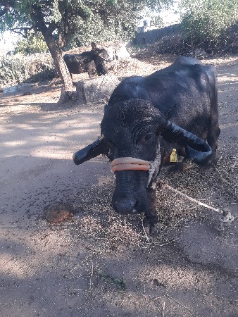 थंबनेल 3