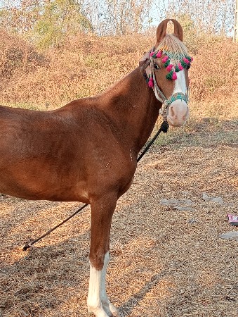 થંબનેલ 2