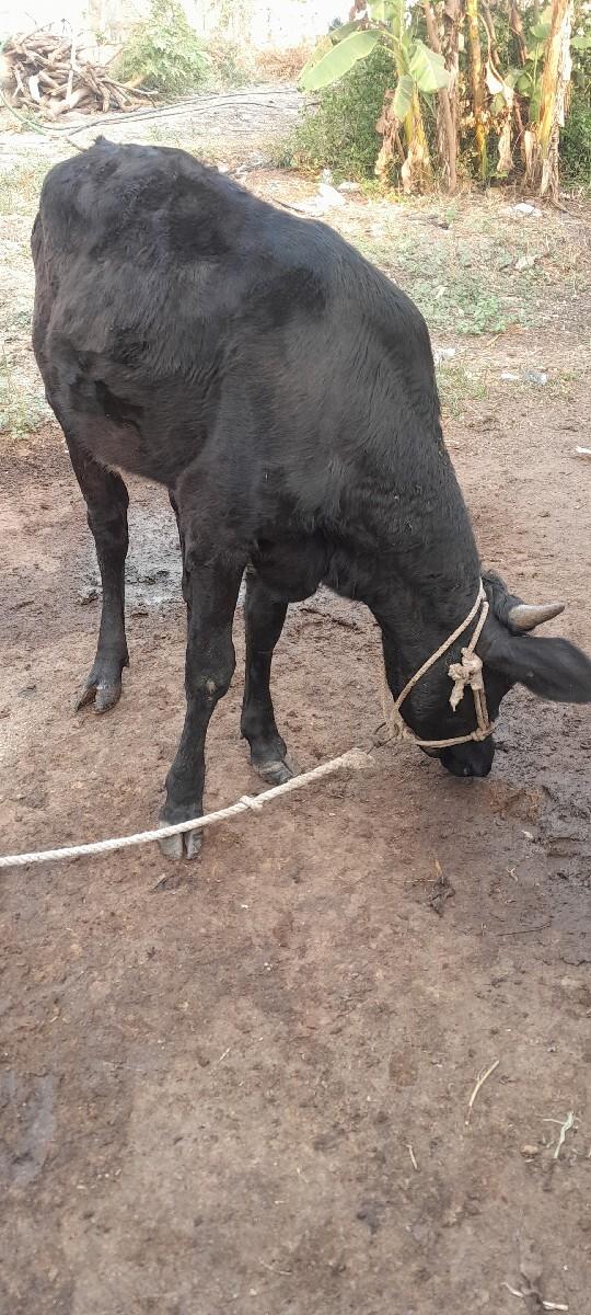 थंबनेल 3