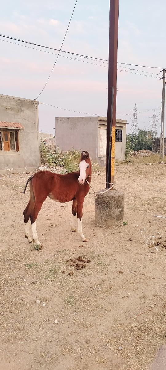 પંચકલ્યાણ વછેરો વેચવા નો છે