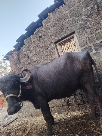 ભેંસ વેચવાની છે