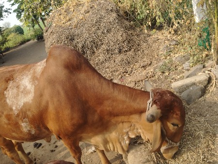 थंबनेल 2