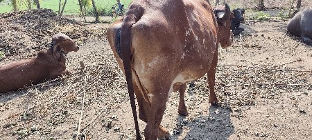 થંબનેલ 2